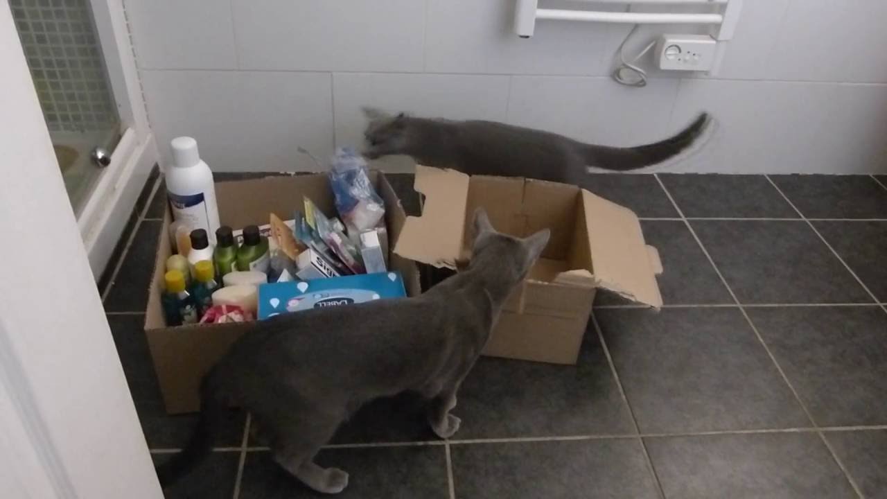 chats bleus russes avec des cartons