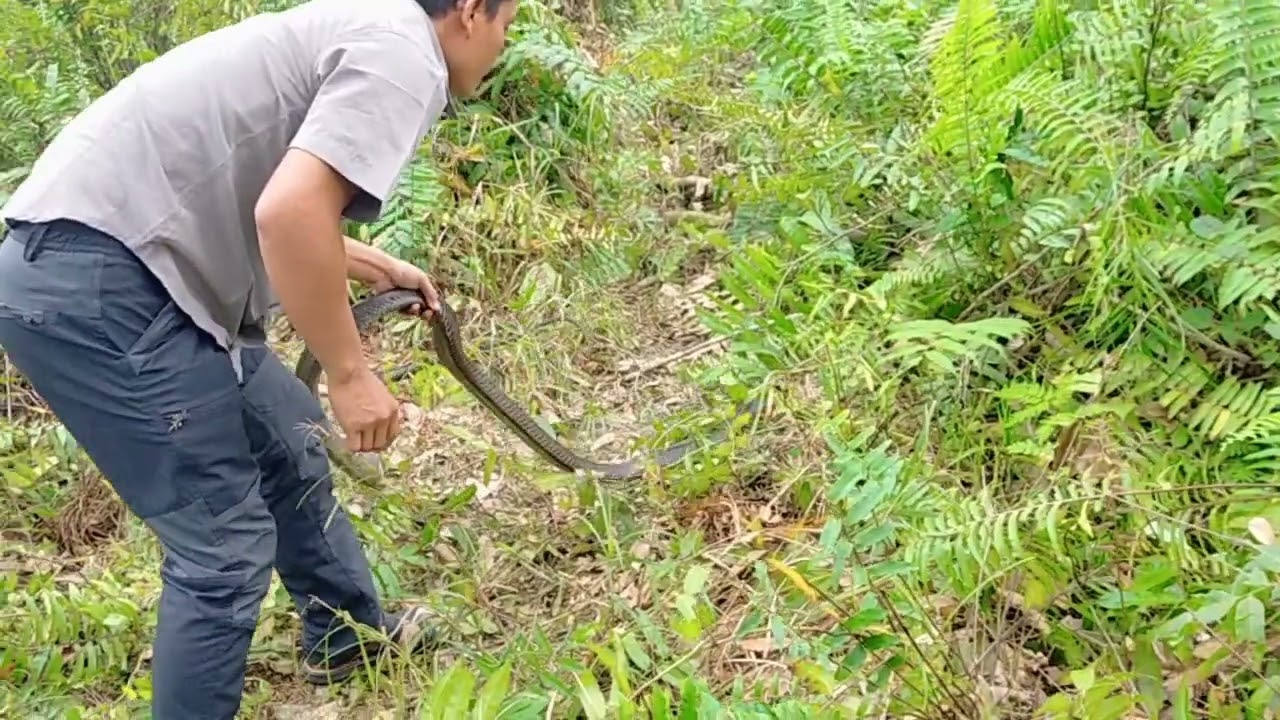 untung nya nampak king cobra ini