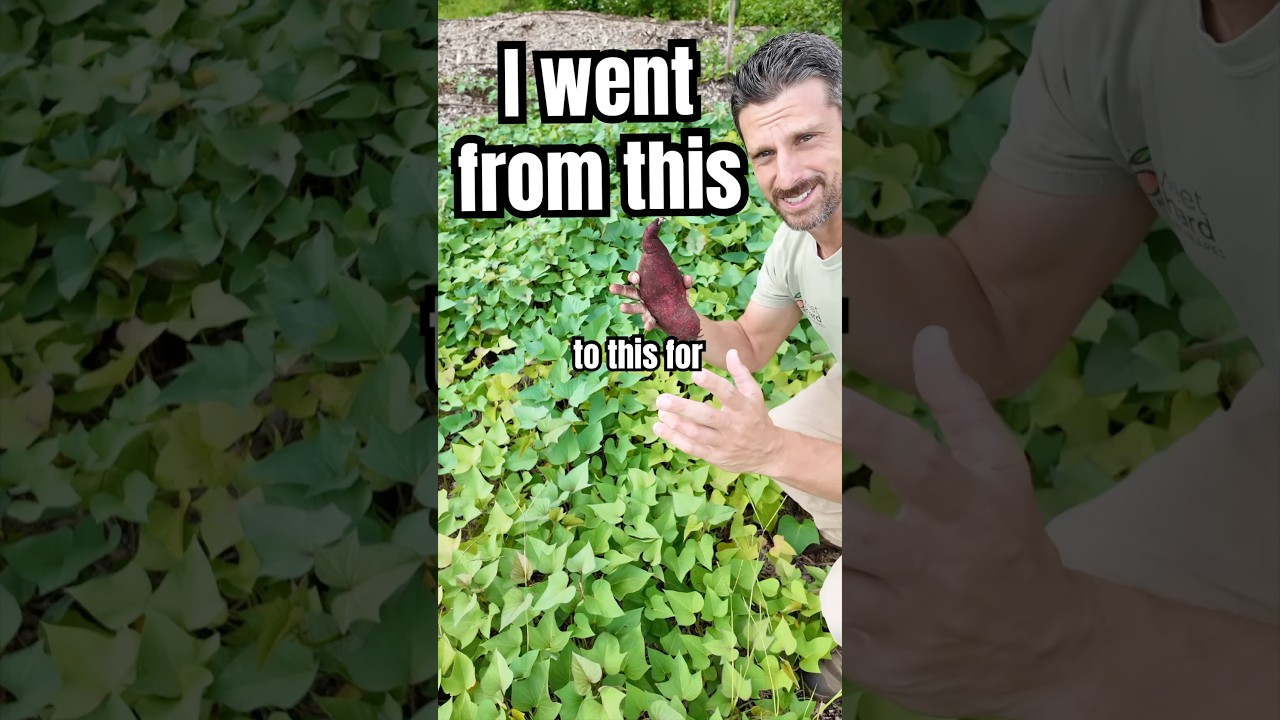 How I Grow Sweet Potatoes the EASY Way (Works Every Time)