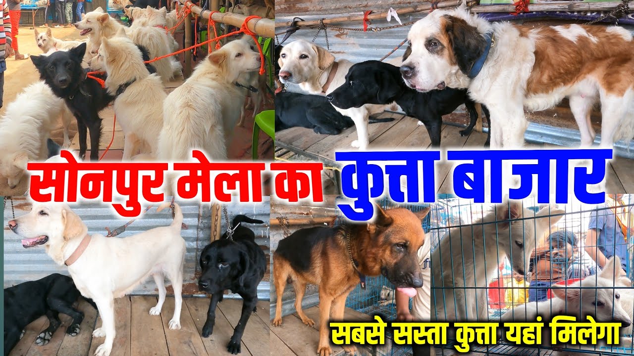 सोनपुर मेला कुत्ता बाजार 2024 | Sonpur Mela Dog Market 2024 | sonpur mela kutta bazar 2024