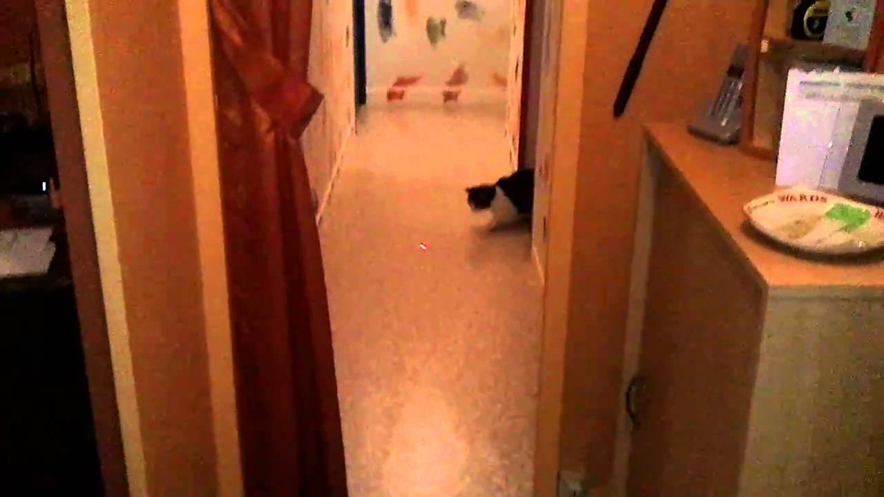 Instinct de chasse