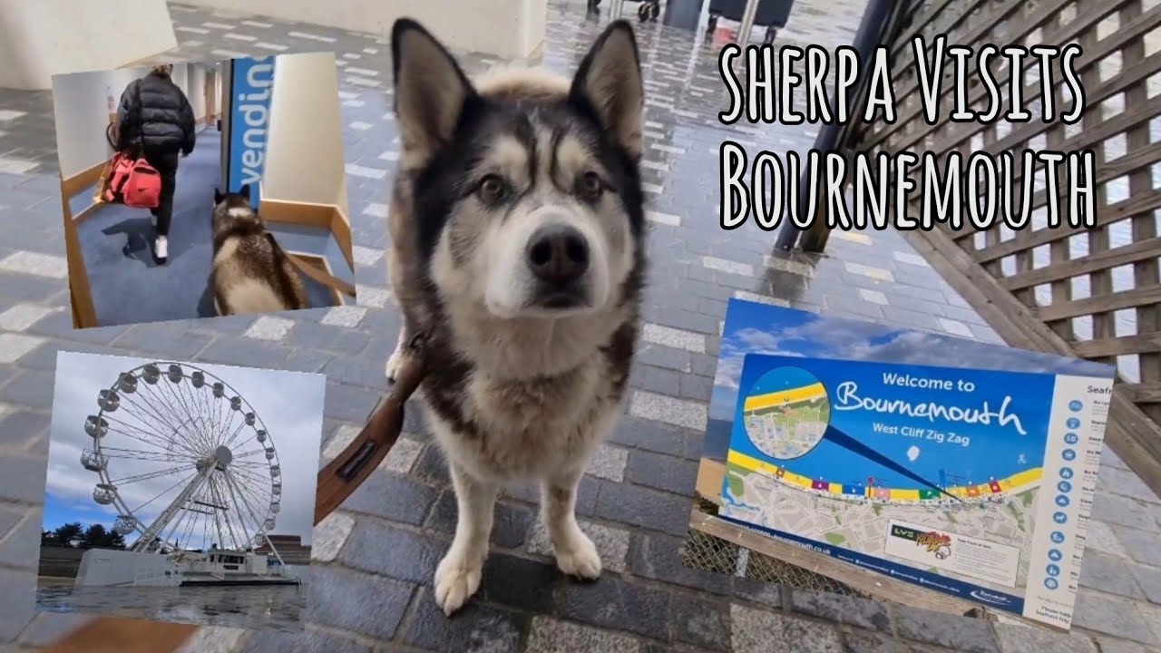 Sherpa the Husky goes on holiday to Bournemouth, and takes Sister Sarah too