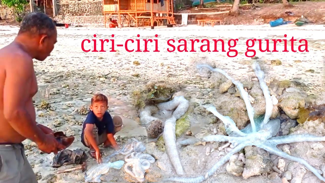 Cara mudah dan cepat menangkap gurita memakai akar tubah, bisa coba