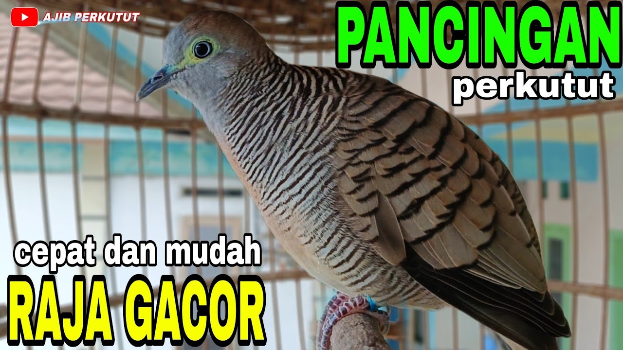 Perkutut Lokal Gacor Pancingan Perkutut Paling Mudah Dan Cepat Nyaut