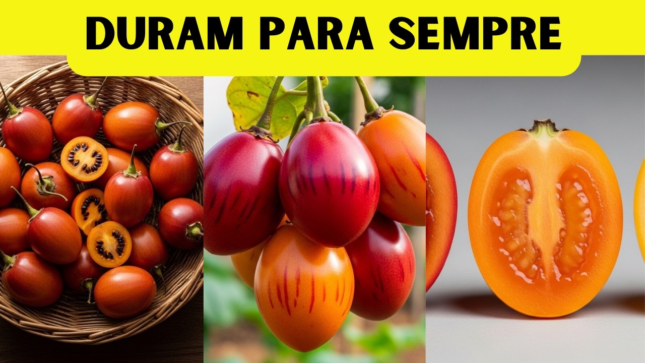 Melhor Que Tomate: TAMARILHO — Planta Uma Vez, Produz Por Décadas e Quase Ninguém Conhece