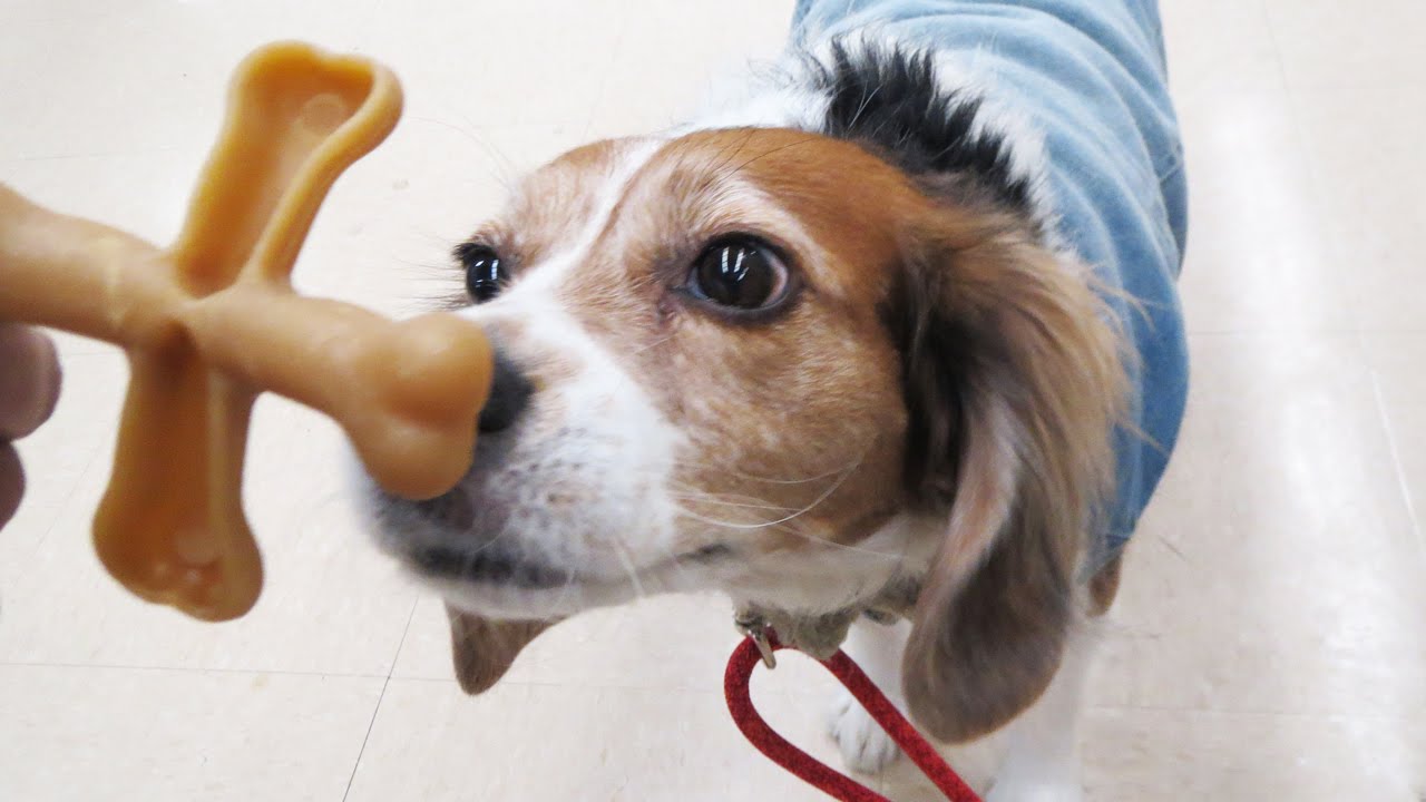 THROWBONE! - MONDAY VLOG
