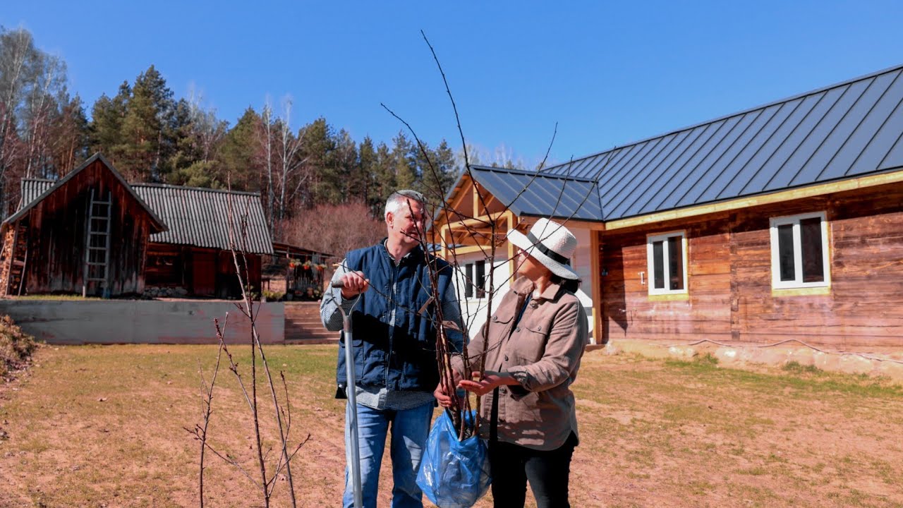 Life in the Village. Planting Fruit Trees. Reconstruction of a Village House