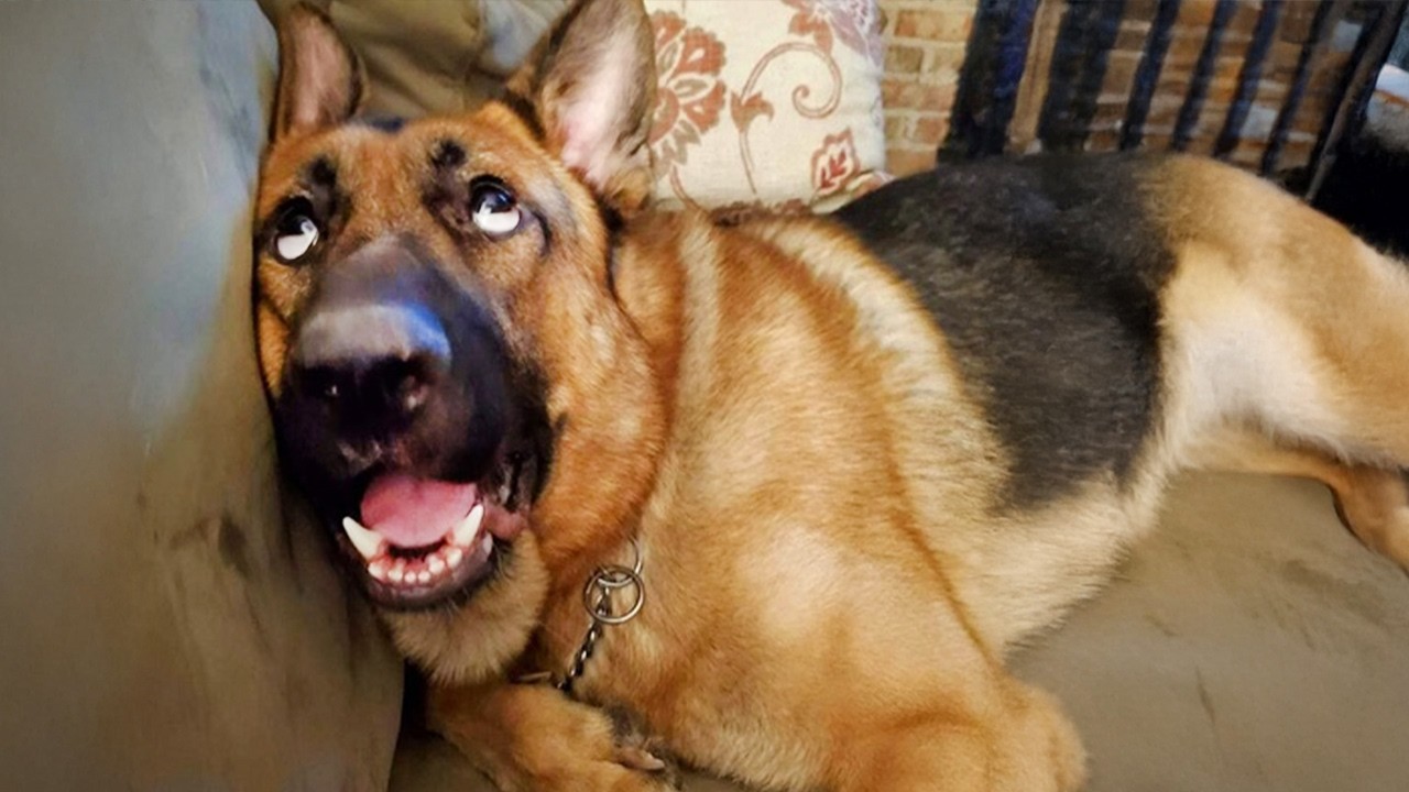 GERMAN SHEPHERDS Dog Were Born To Be Comedians! 🤪 Funny Dog Videos 2025