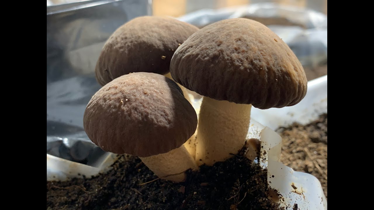 Come preparare una balletta di Cyclocybe cylindracea a casa
