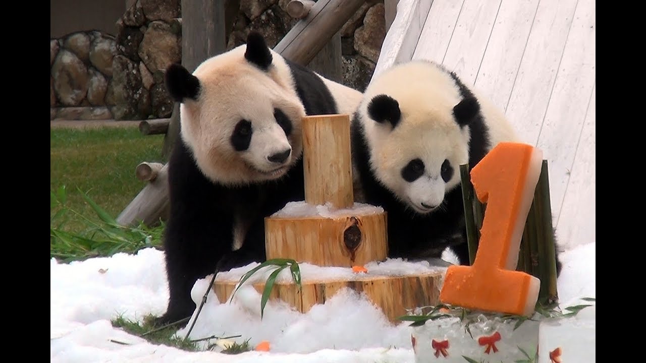 【おめでとう🎊】良浜ママ🐼17歳のバースデーパーティ♪【おかあさんパンダ】Giant Panda -Rauhin-☆Happy 17th Birthday party♪