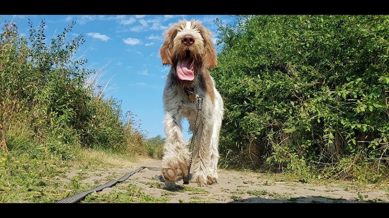 Ada - 6 Month Old Italian Spinone - 3 Weeks Residential Dog Training