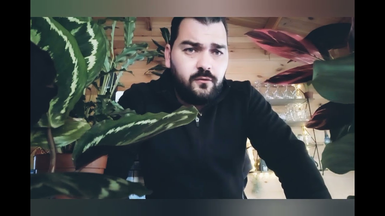 Les Calathea  , plante tropicale et luxuriante , comment l'entretenir..