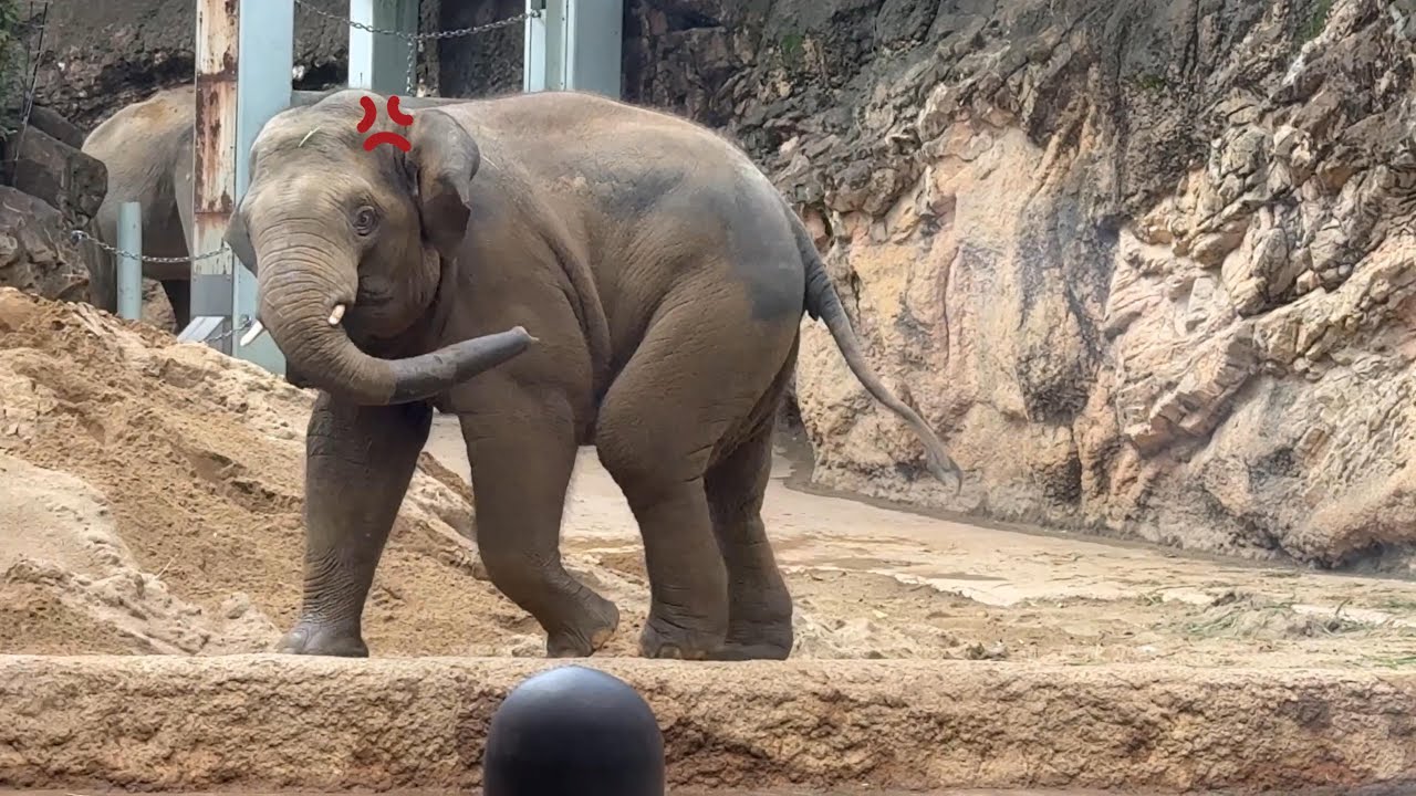 プールで上機嫌だったのに…パオパオ怒るアルンくん【‎2024年‎10月10日】【上野動物園】アジアゾウ