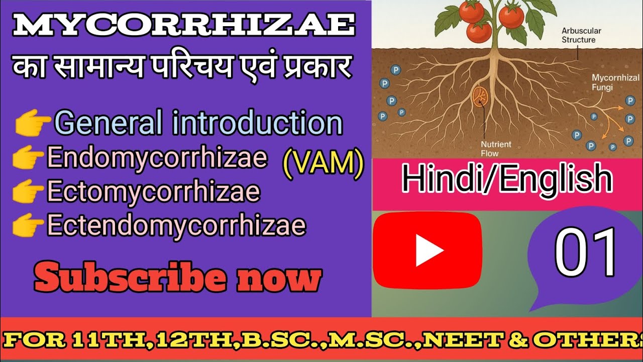 फंगस का सहजीवी संबन्ध,Part--01//General introduction of mycorrhizae and its types(प्रकार)👨‍🏫