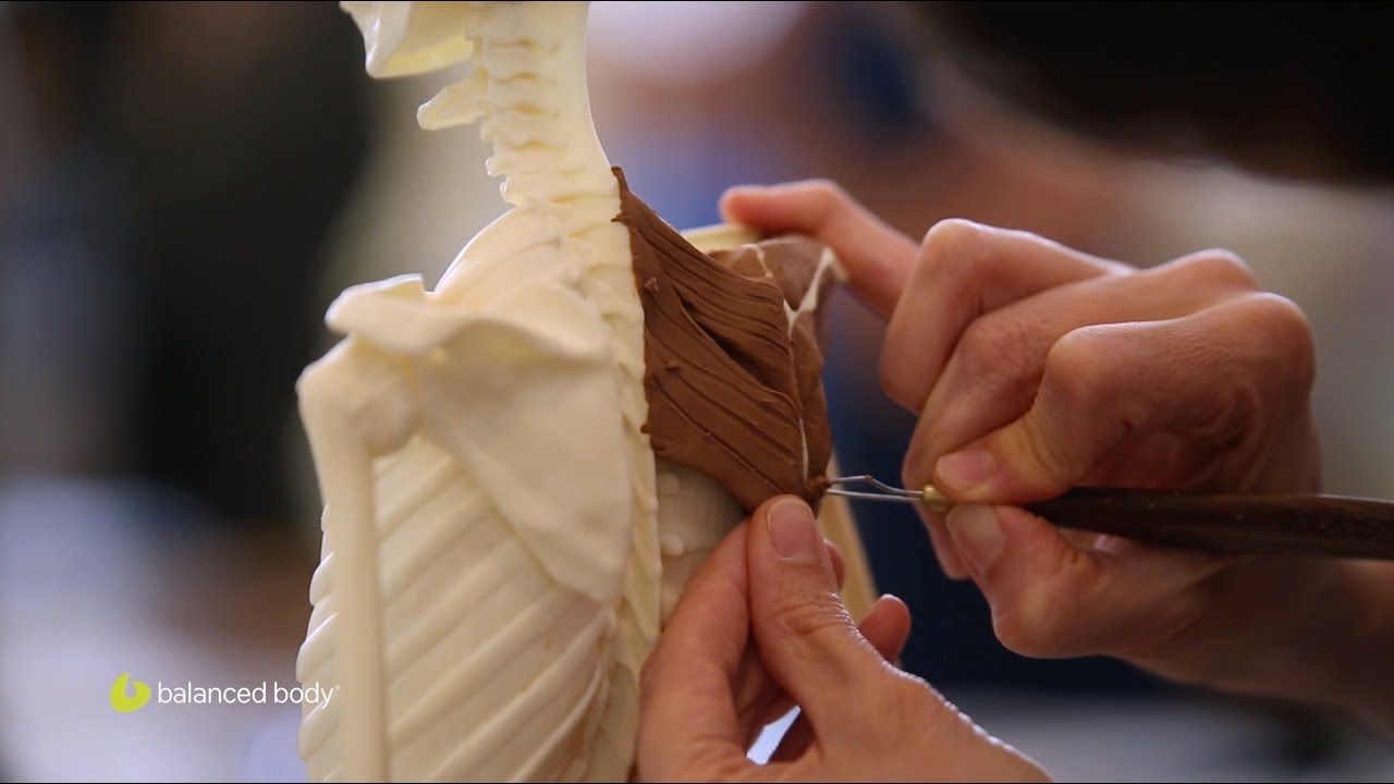 Anatomy + Movement&trade; - Master Functional Anatomy for Effective Teaching