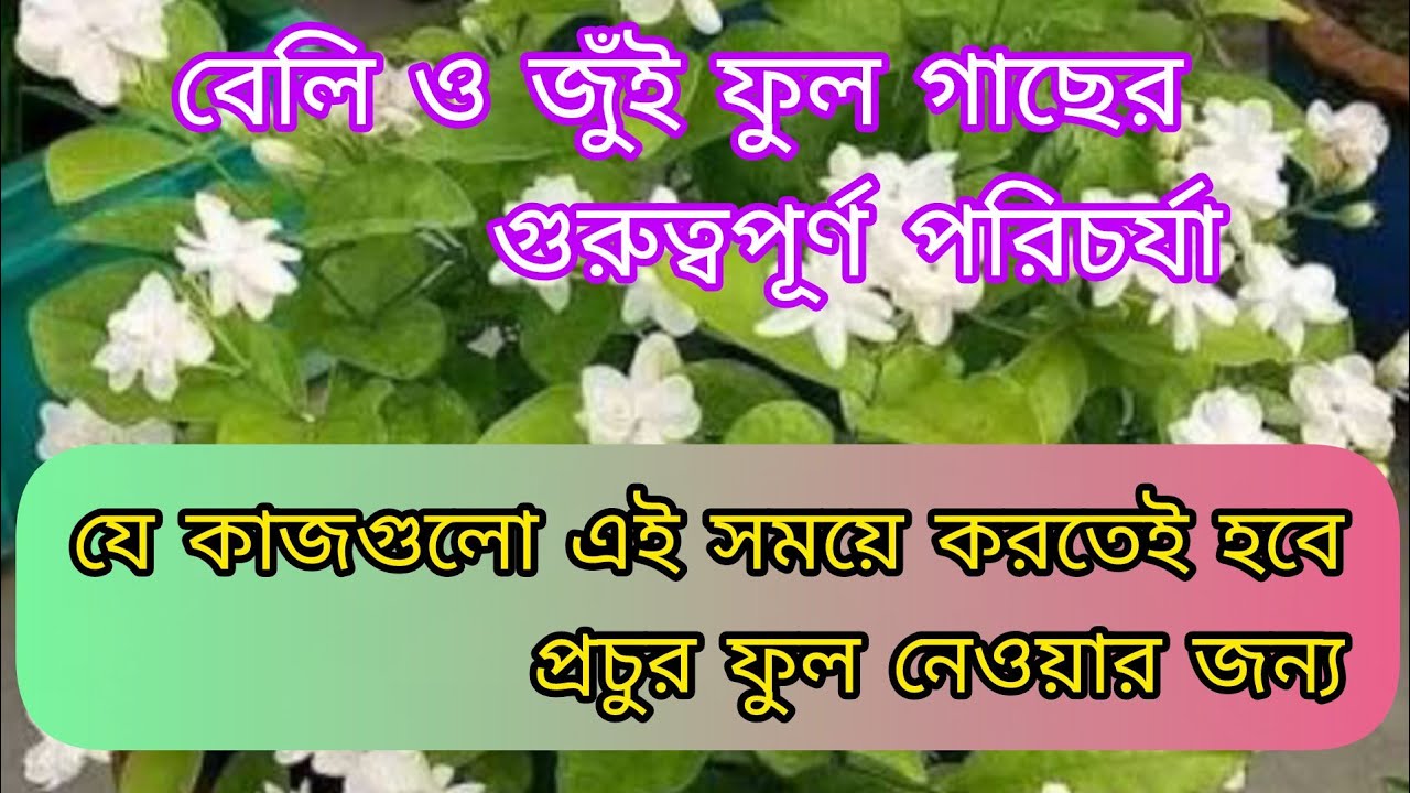 বেলি ফুল গাছে এই সময় যে কাজগুলো করতেই হবে| গরম পড়ার সাথে বেলি ফুলে গাছ ভরে থাকবে| Mogra plant care