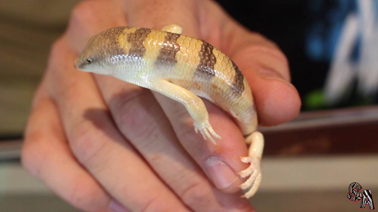 🦎 El pez de arena (Scincus scincus) - Un gran nadador, pero en la arena ;) 🦎