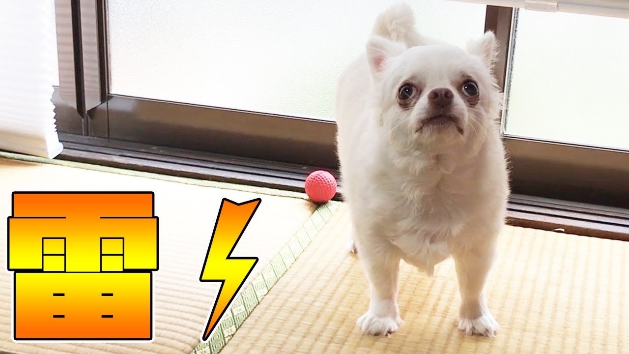 雷に驚きながら家を守る！チワワのへっぴり自宅警備犬2！｜Chihuahua's busy home security guard dog 2!