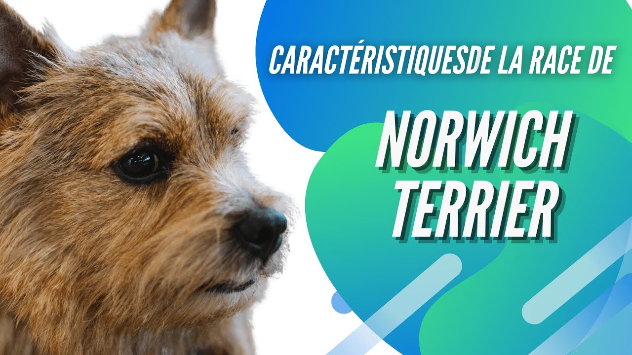 Caractéristiques De La Race De Norwich Terrier 🐩