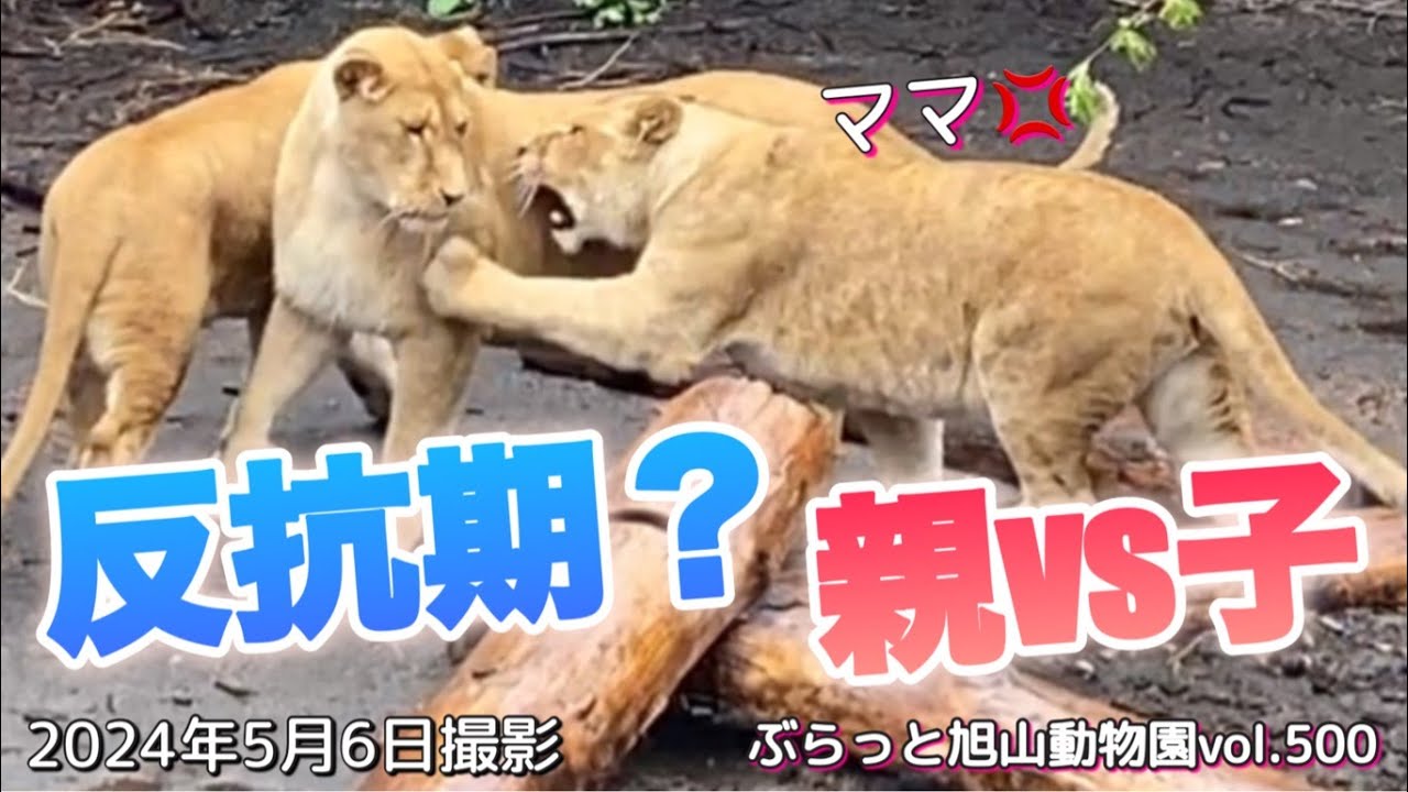 《旭山動物園ライオン&トラ》終わらないケンカ⁉︎ライオンの親子＆トラ親子もケンカ勃発⁉︎オリト＆イオファミリーvol500/lions＆tiger have parent-child fights
