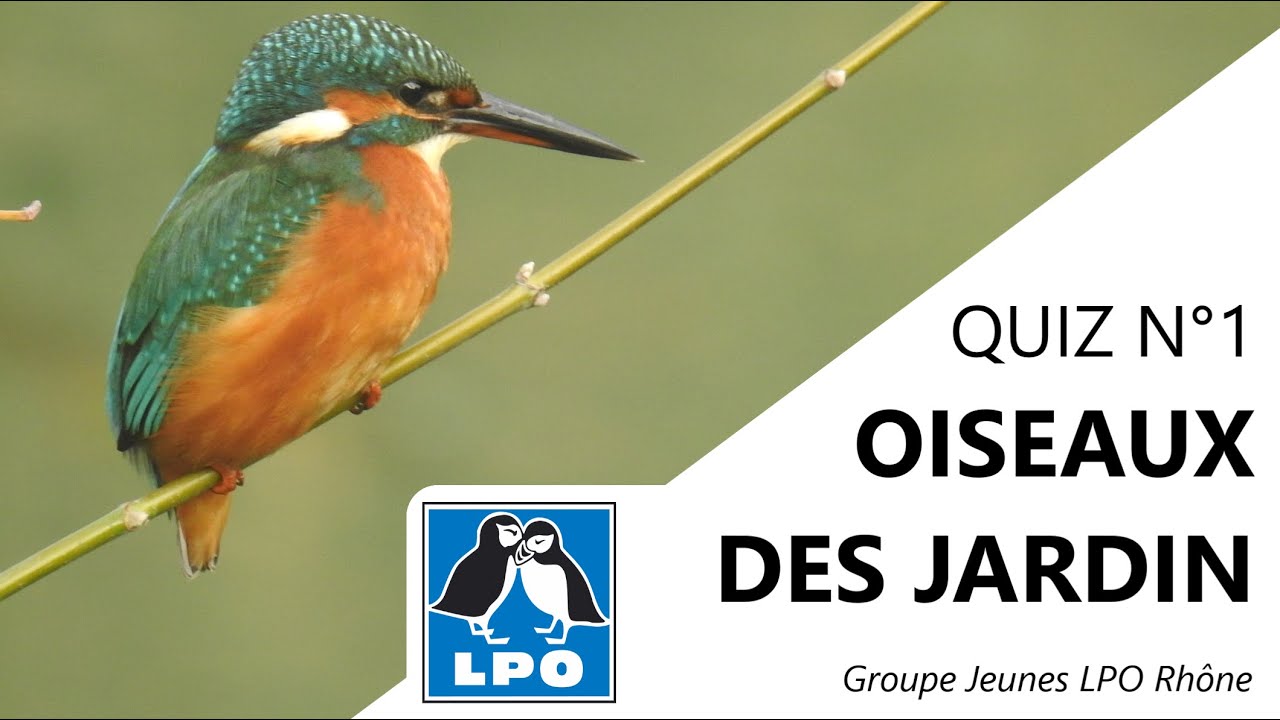 QUIZ N°1 - OISEAUX DES JARDINS - Groupe Jeunes LPO Rhône.