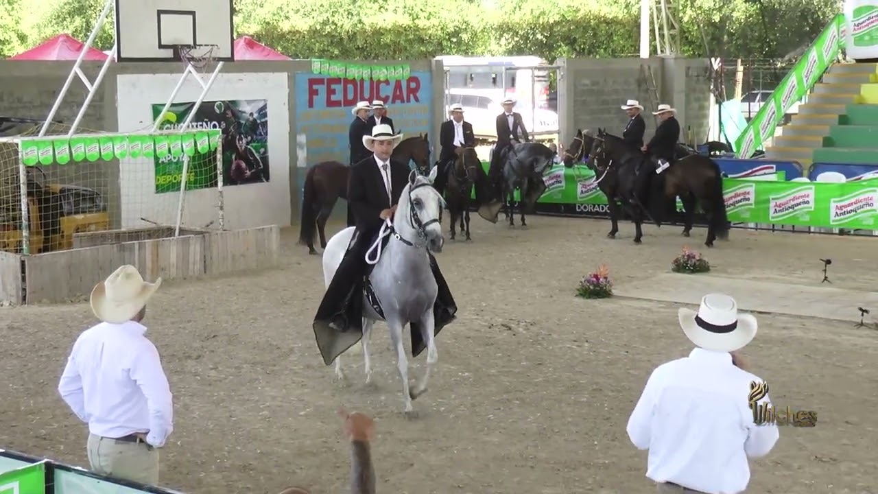 EXQUISITA DE ALTAMIRA, GRAN CAMPEONA PASO FINO COLOMBIANO EXPOSICION EQUINA LA VIRGINIA GRADO B 2026
