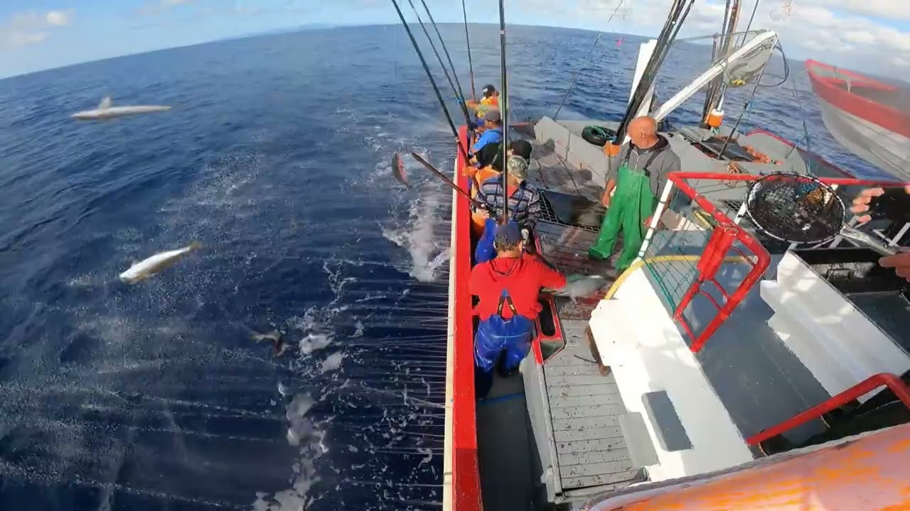 Pesca ao atum voador,Pesca Açores
