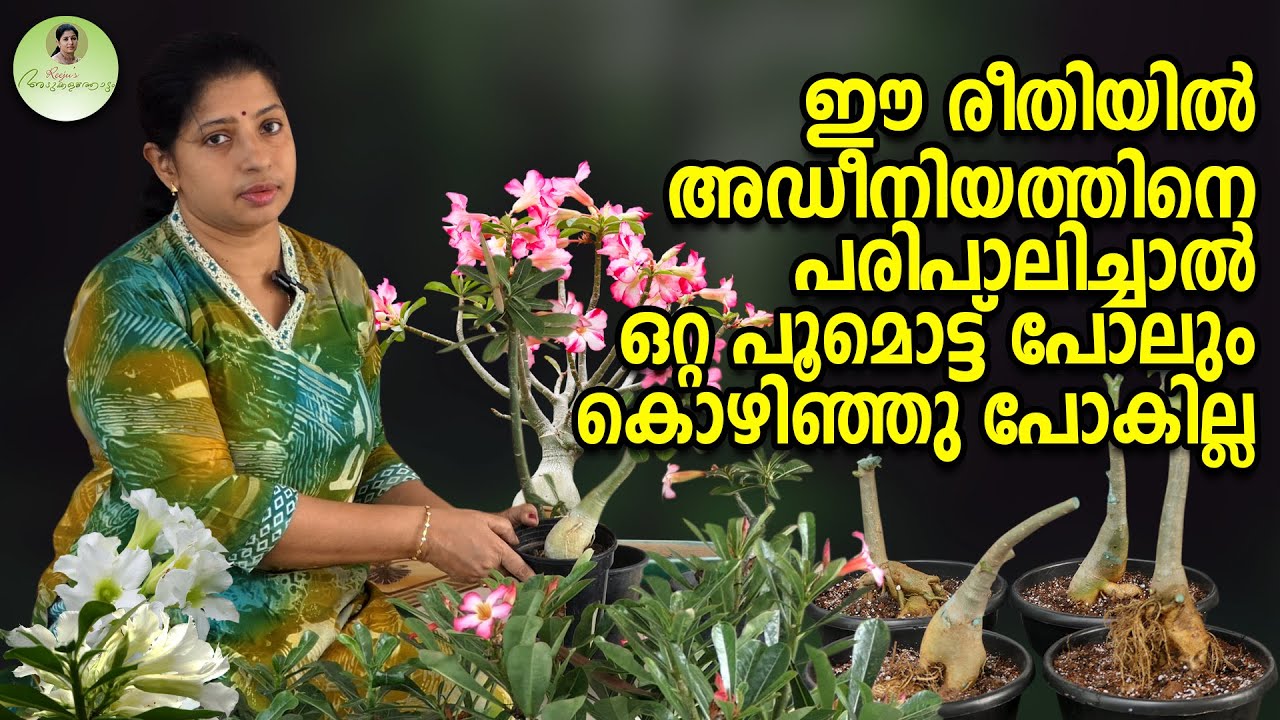 ഈ രീതിയിൽ അഡീനിയത്തിനെ പരിപാലിച്ചാൽ ഒറ്റ പൂമൊട്ട് പോലും കൊഴിഞ്ഞു പോകില്ല #adenium #adeniumcare