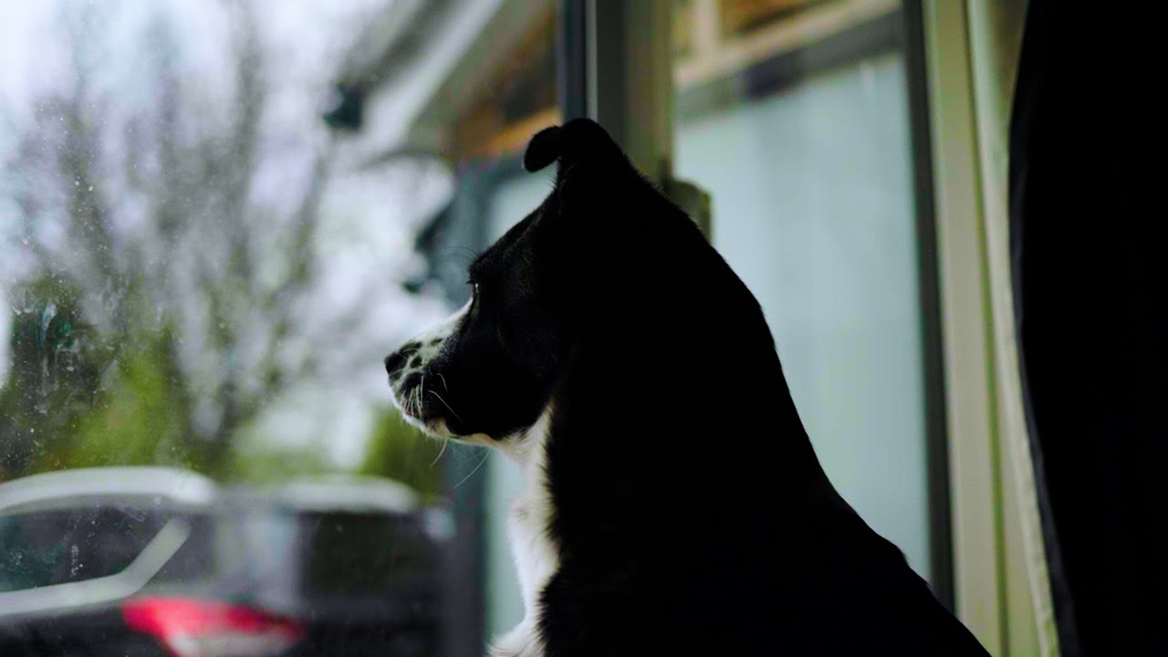 Canon R6 / Clog-3 / Cinema Gamut Test 4K With Settings