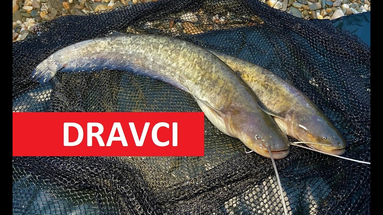 Jednoduchý lov sumce po bouřce