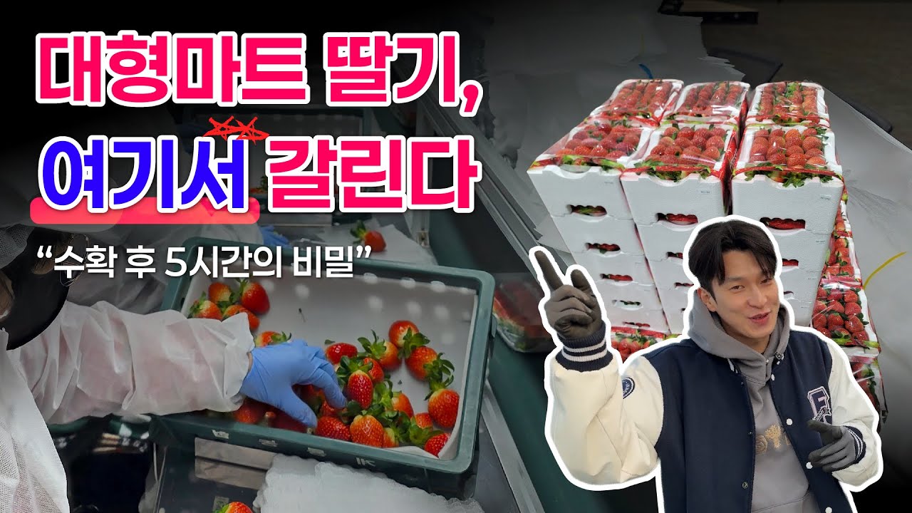 [퍼밋] 맛있고 신선한 논산 딸기가 우리 집 식탁에 오르기까지