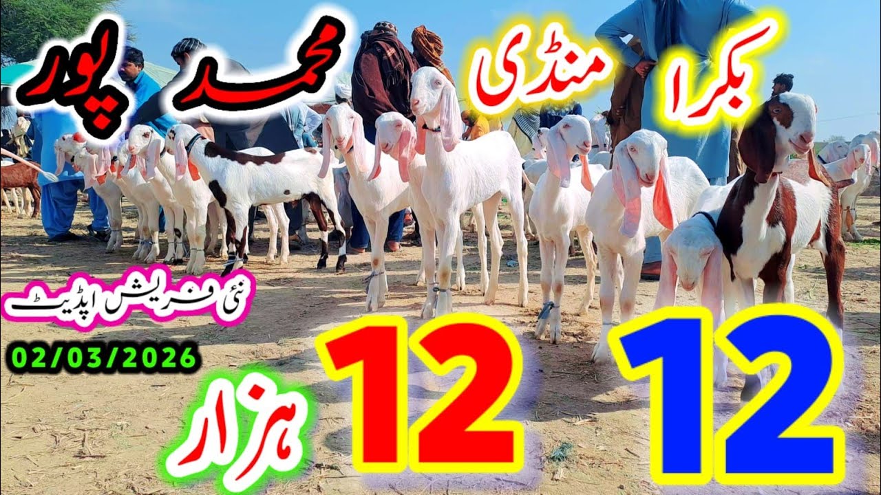 2 March 2026 | بکرا منڈی محمد پور دیوان | بہت بڑا سیل میلہ| 12 - 12 ہزار میں