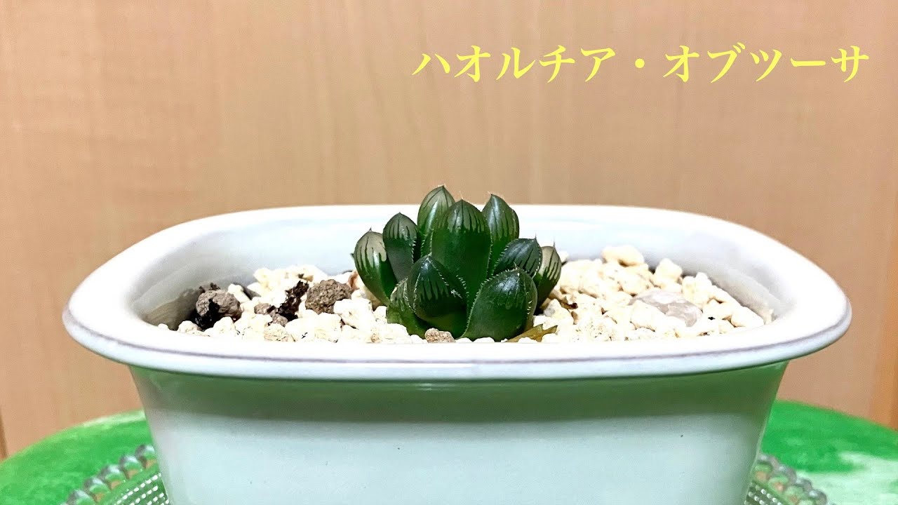 【夢物語工房 】ハオルチア・オブツーサ13 小さな観葉植物・観察