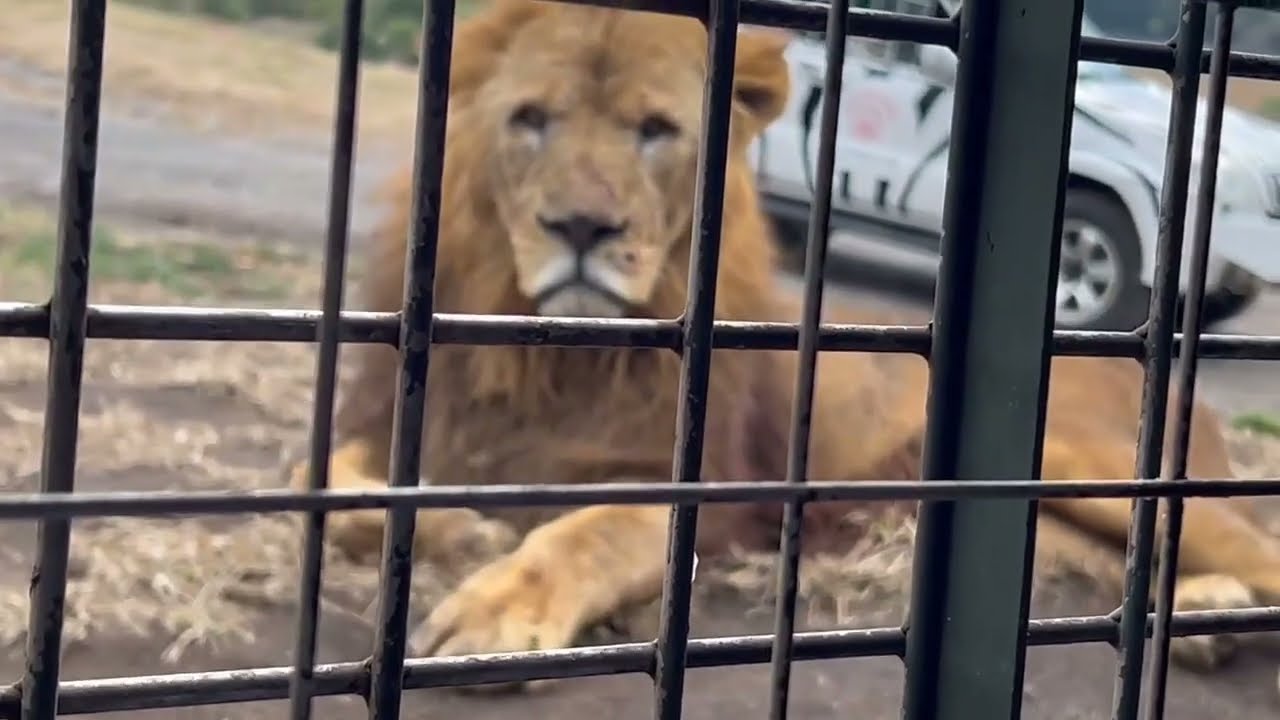 Jungle king lion feeding time #viral #viralshorts #shortvideo #youtubeshorts
