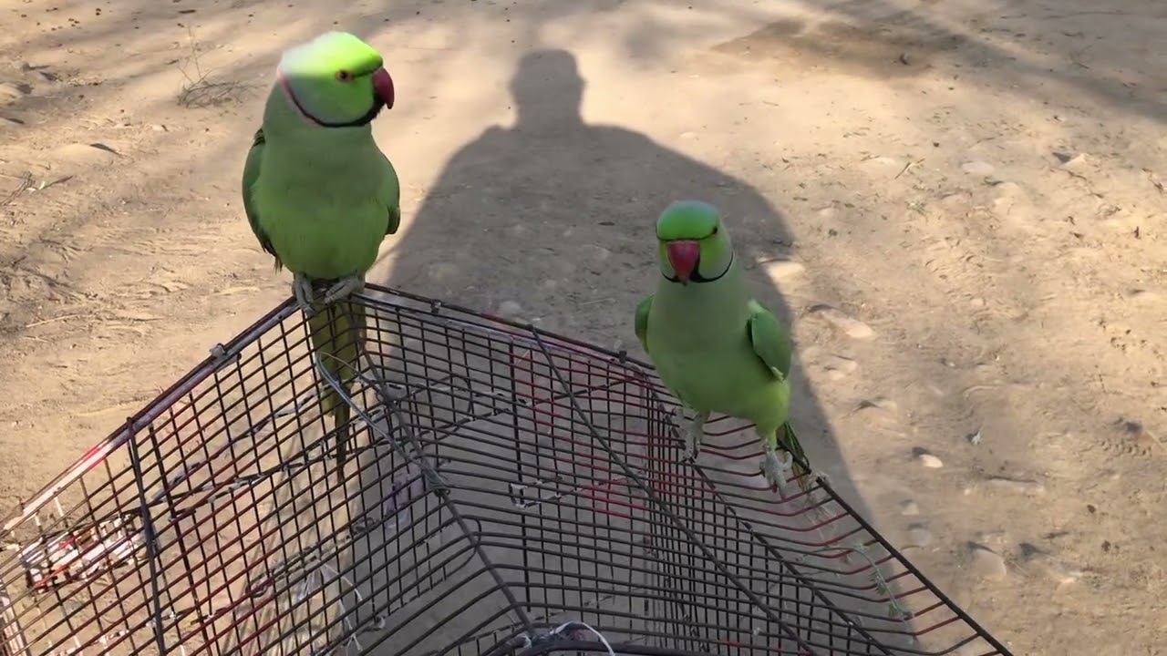 Funny Baby Parrot Saying Hello 😂🦜 | Cute Bird Short