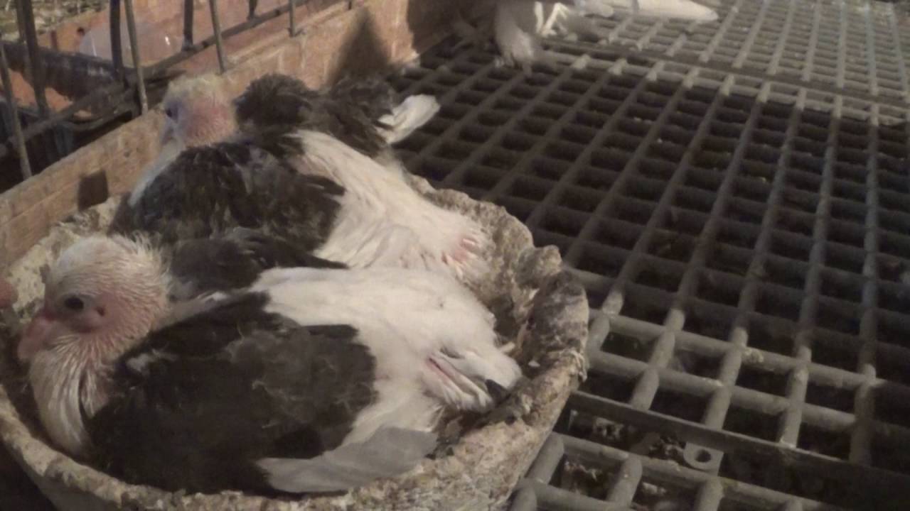 Indian Fantail Pigeon breeders
