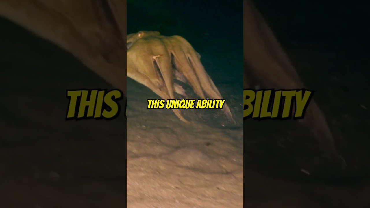 Octopuses Are Masters of Genetic Engineering🌊