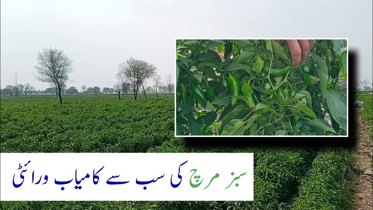 Best Variety of Green Chili | Yuksel 1954 | Pak Agriculture