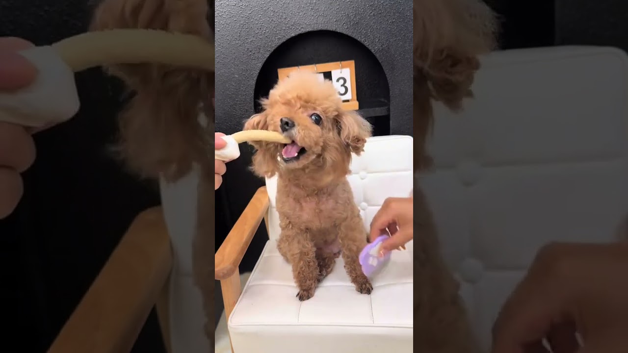Poodle Grooming Fun &ndash; Cuteness Overload in Every Snip! #cutepoodle #dogspa