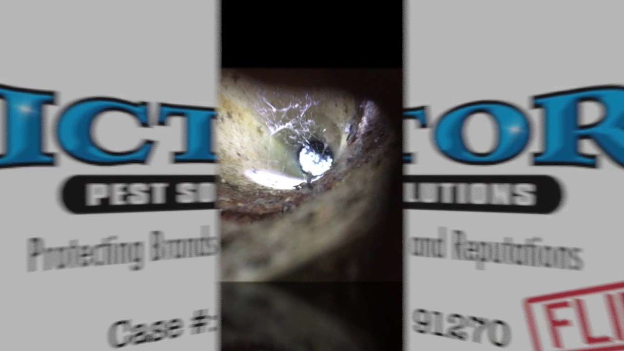 Victory Pest Solutions - Commercial Kitchen Fly Control Programs NY/NJ