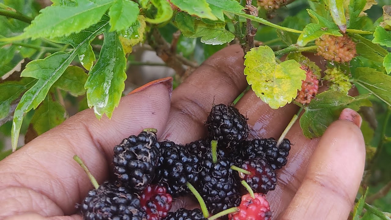 🍒Mulberry 🍒 Shahtut 🍒#nature #fruits #plants  #gardening #grih_shobha 