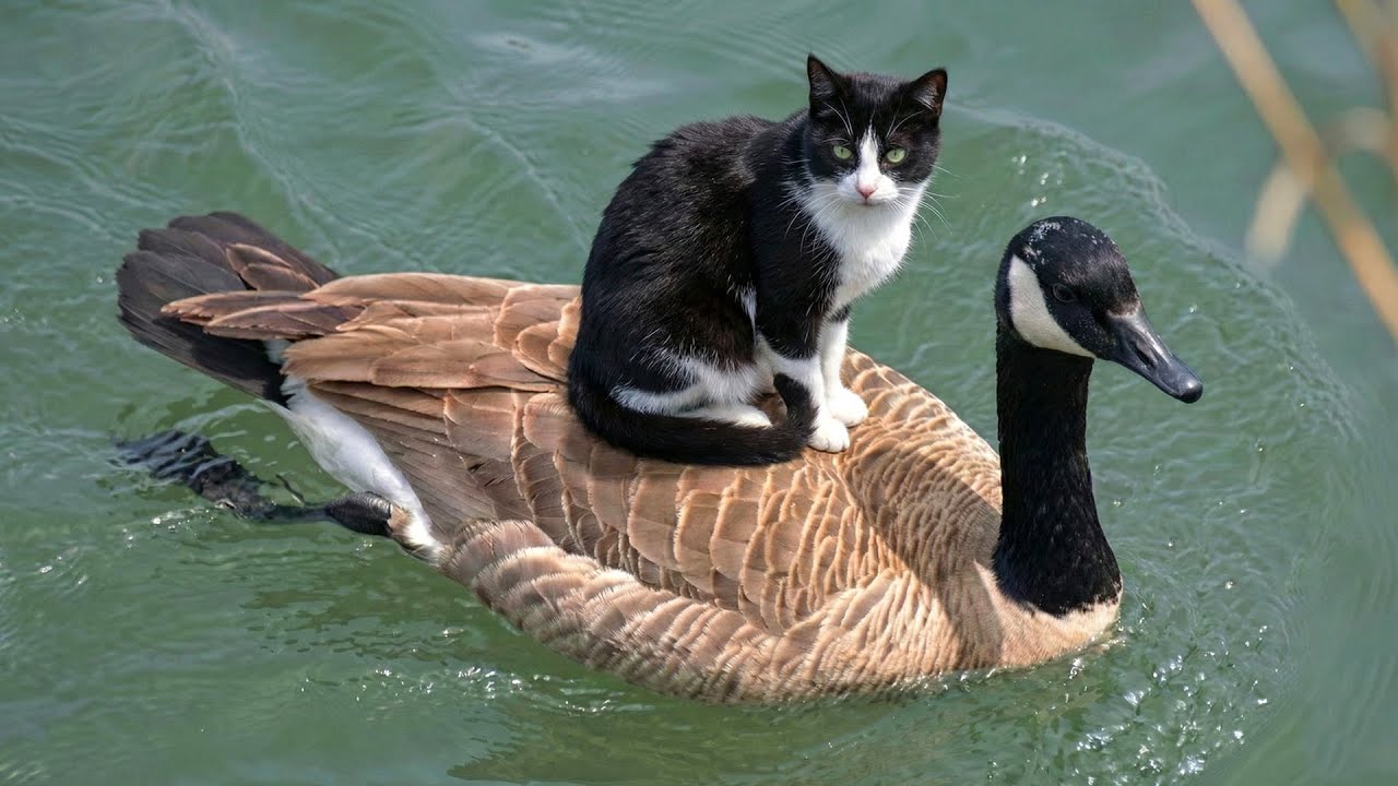 Cats And Other Animals Doing The Strangest Things Ever 😹 | Funniest Cat And Wild Animal Videos 2026😂