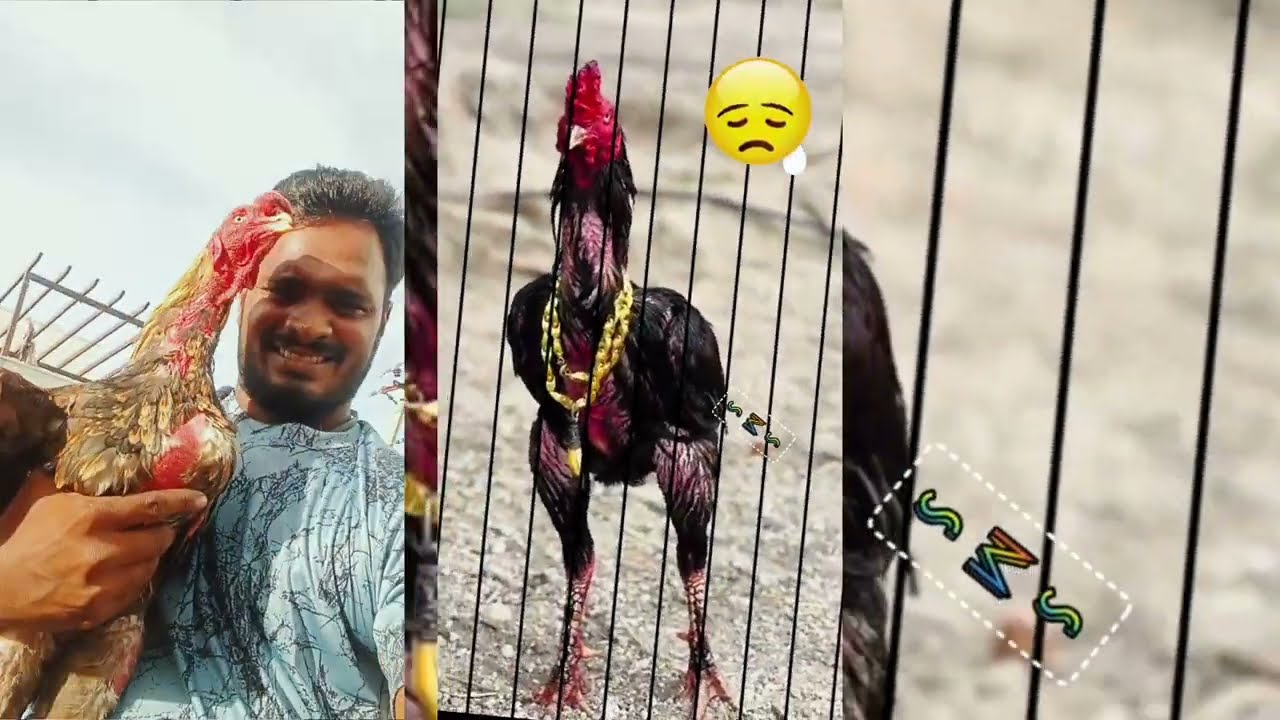 நரம்பு சேவல் எப்படி இருக்கும் சேவல் சோக்குக்கு வரும்போது இத மட்டும் பாருங்கள்