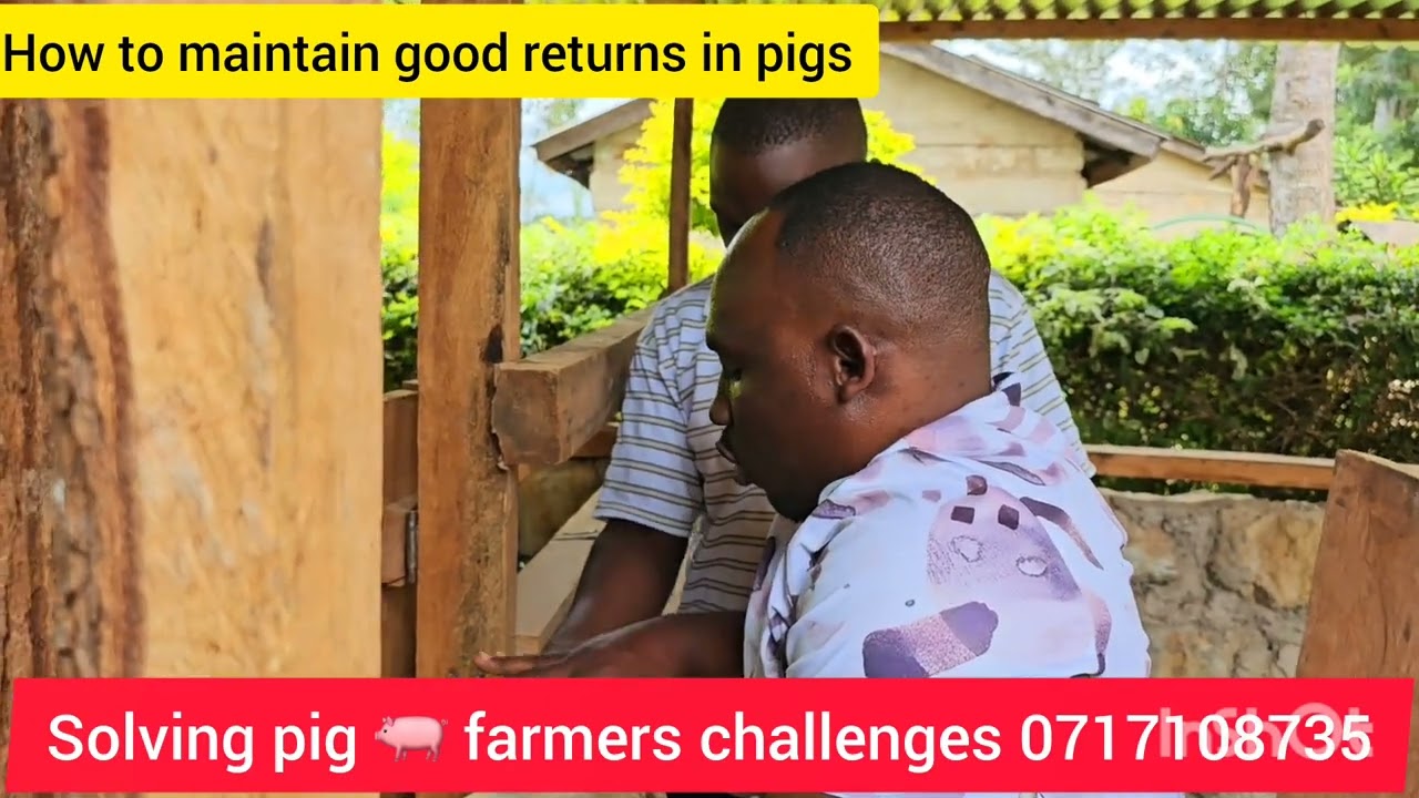 CHALLENGES THAT PIG FARMERS FACE AND HOW TO SOLVE THEM 0717108735/0702875358