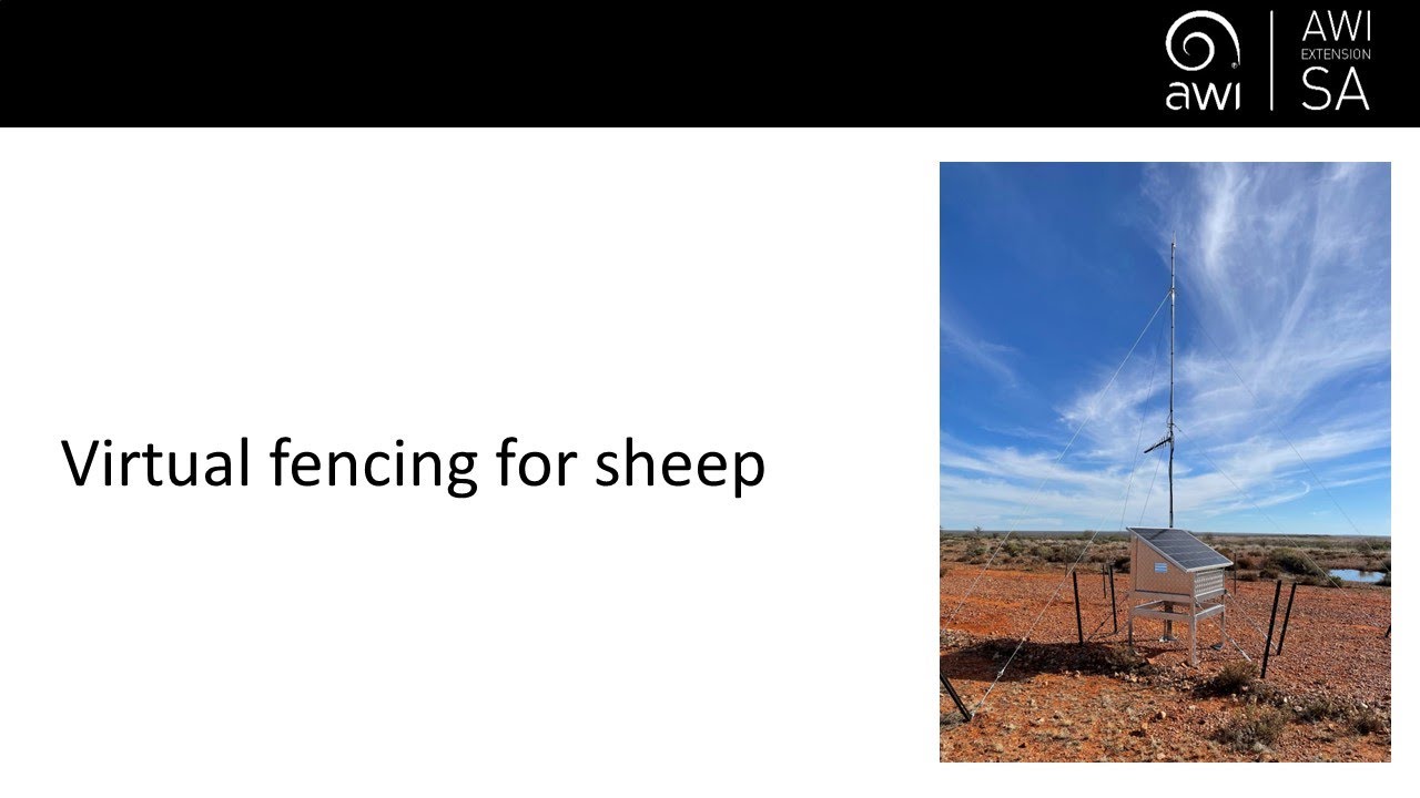 Virtual Fencing for the Sheep Industry with Megan Willis, SARDI