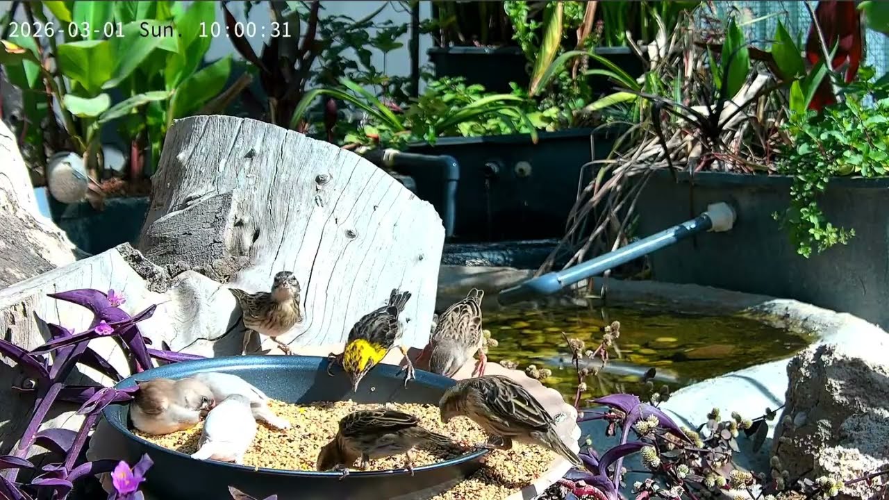 Softbills birds aviary livestream