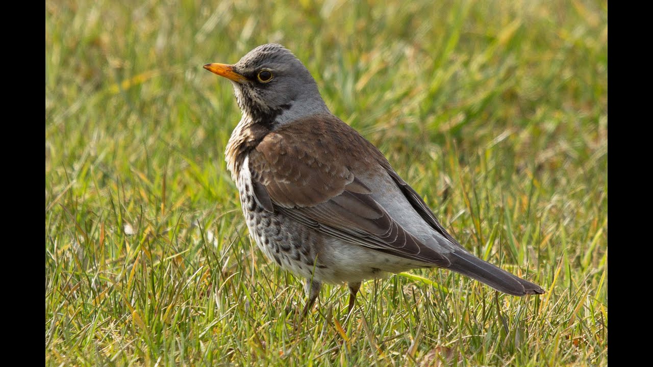 Une espèce, un vol : Grive litorne (Turdus pilaris)