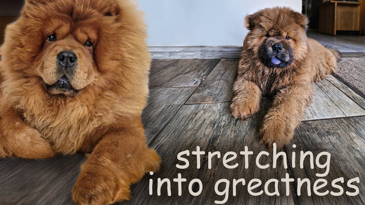 Stretching Into Greatness (Weeks 7–8) | The Mike Chronicles Ep.4