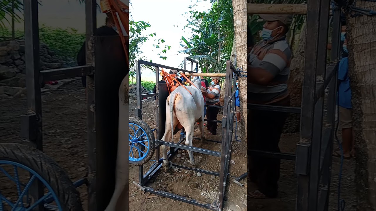 Alat untuk merobohkan sapi qurban, memudahkan dan menghemat tenaga