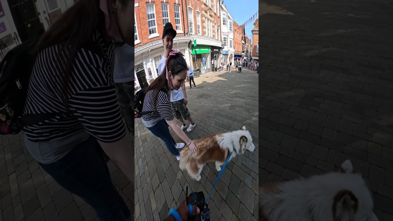 I took my dog to Winchester!!  #youtubeshorts #shorts #youtube #pets #husky #vlog #viraldog #dogs